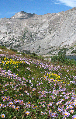 Wind River Range flowers